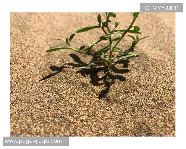 城市赛特别报道：BLG战队的崛起与挑战之路全景回顾